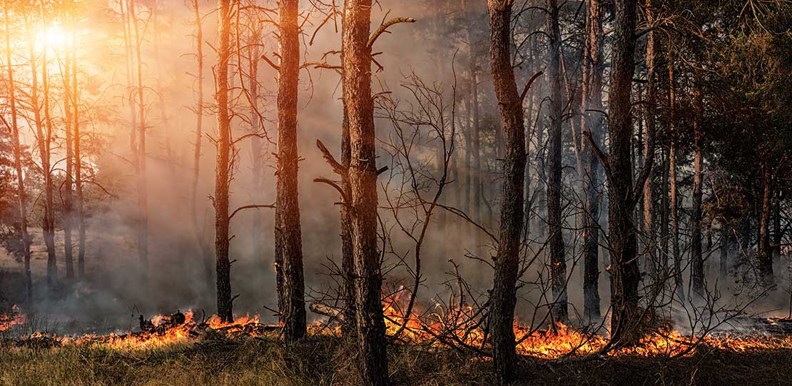 Incendio forestal.